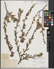 Foto von Salix aurita L.